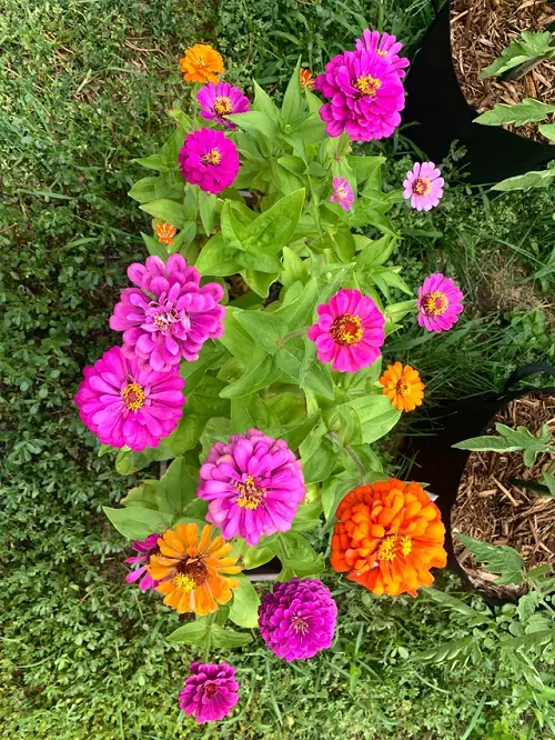 Best and Worst Child-Friendly Plants 17