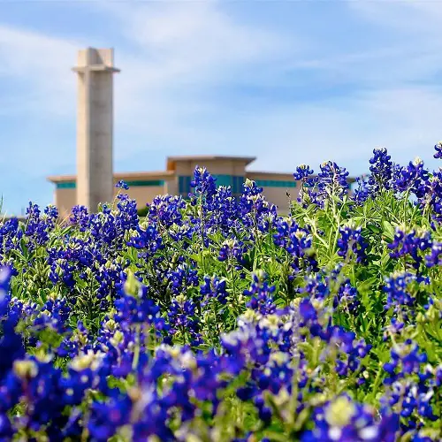Flowers that Look Like Bluebonnets