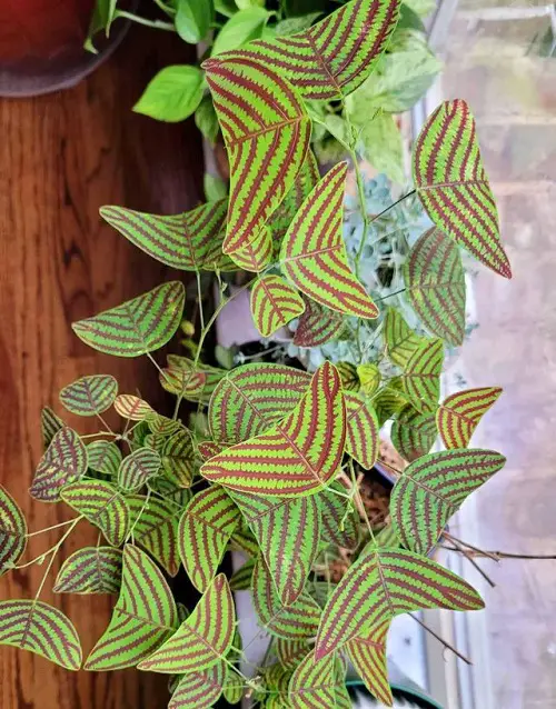Flowers that Look Like Butterfly 21