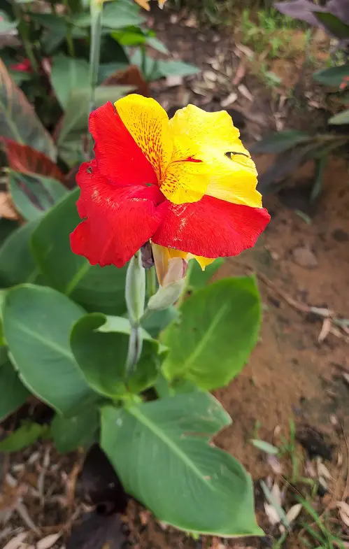Most Colorful Plants in Florida 5