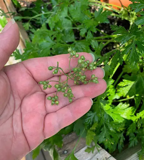 Indoor Plants that Self-Seed 9