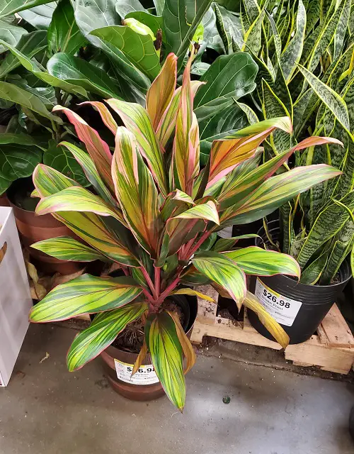  Colorful Plants in Florida garden 7