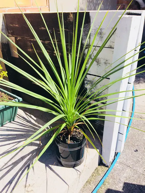 Plants That Look Like Pineapple Tops 1