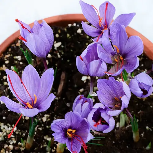 growing saffron in pots 4