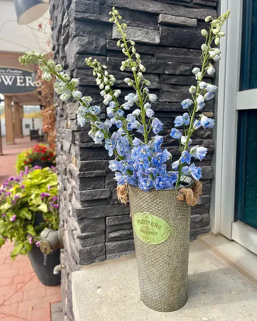 Delicate Blue Flowers in Containers