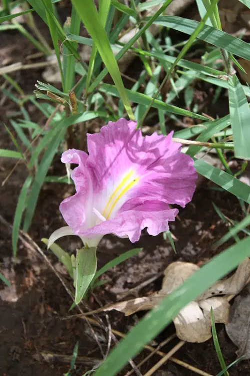 Fragrant Flowers From South Africa3
