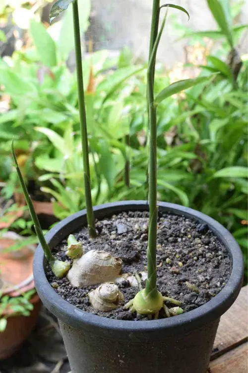 Growing Spices from Cuttings and Divisions 9