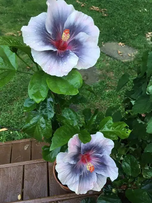 Most Colorful Plants in Florida 2