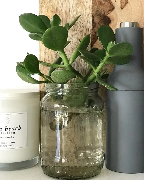 Jade Plant Varieties
