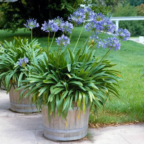 Light Blue Container Flowers 4