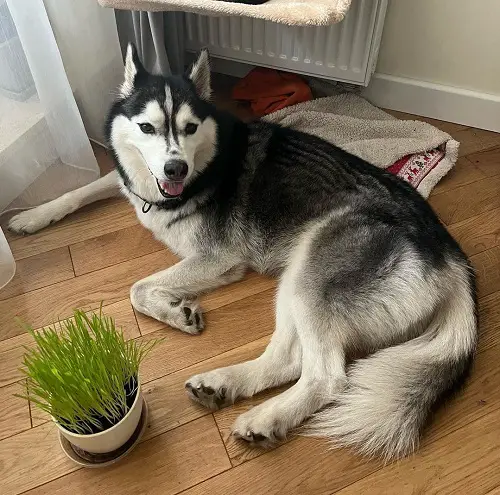 Edible Grasses for Dogs