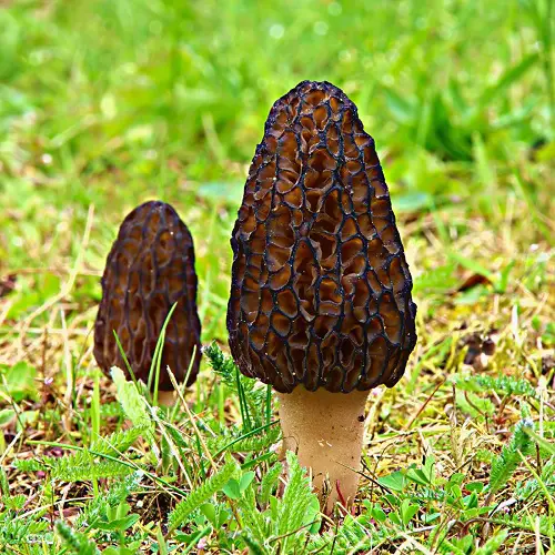 Mushrooms That Start With M