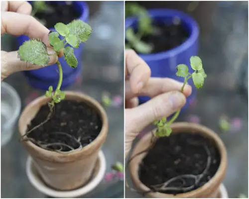 Growing Spices from Cuttings and Divisions 2