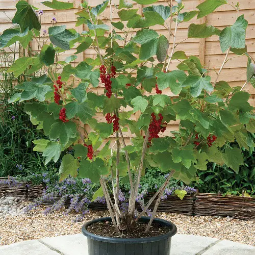 red berries vine