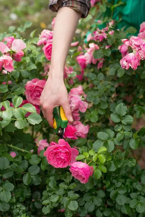 Bushes Prune in March for More Flowers