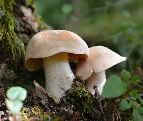 Poisonous Mushrooms in Tennessee 3
