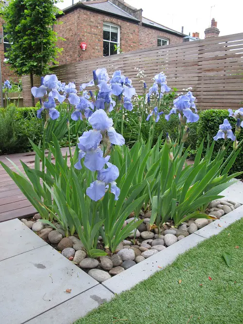 best iris flower arrangements 2