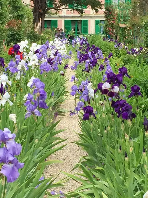 amazing iris arrangements 1