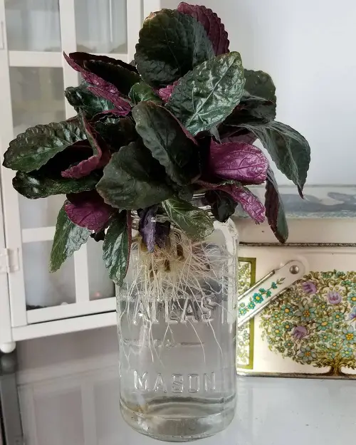 growing purple waffle plant in water
