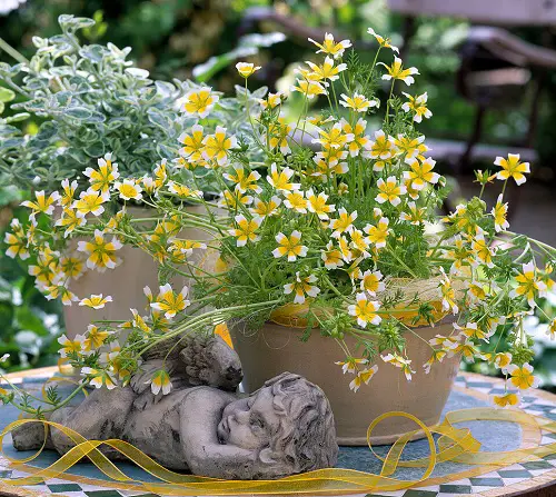 beautiful wildflowers for pots