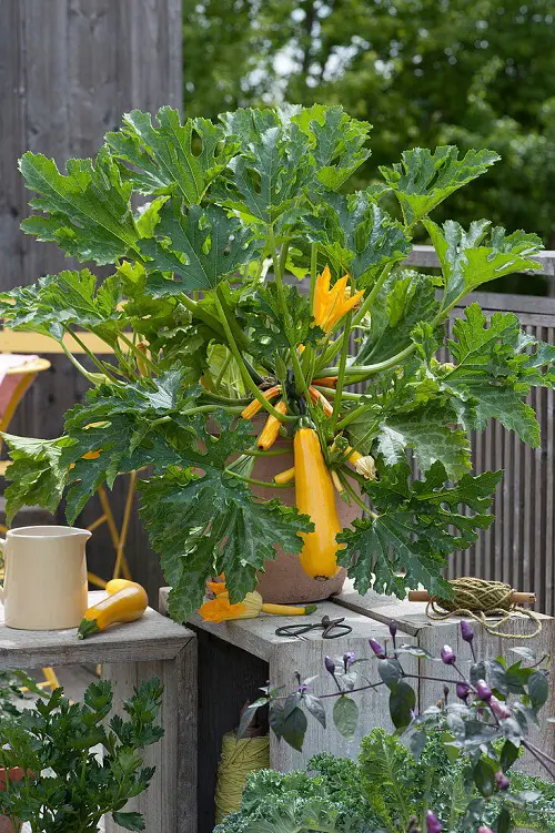 Vegetables that Produce Many 2