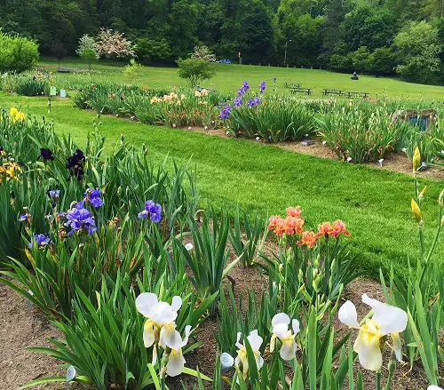 Iris flower arrangement ideas in garden