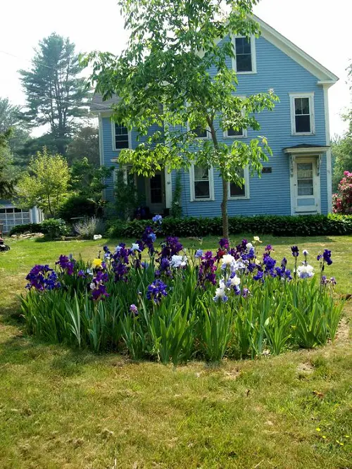 colourful Iris arrangement ideas in garden