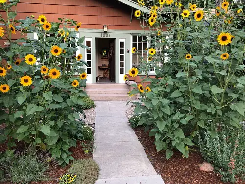 sunflower arrangement ideas 9