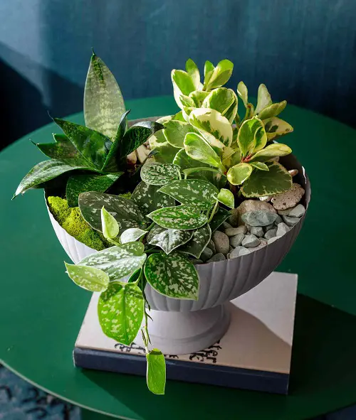 Snake Plant Container Combination in pot 