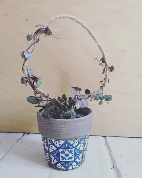 potted plants trellis 17