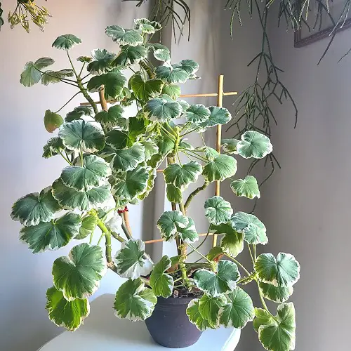 Geranium Leaves Turn Yellow