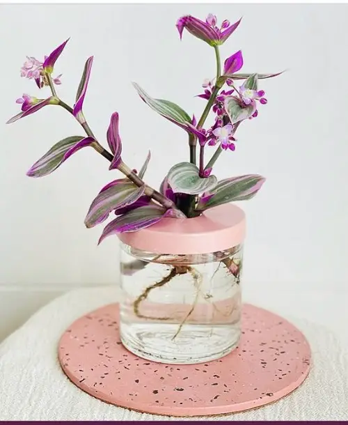 growing purple plants in mason jar