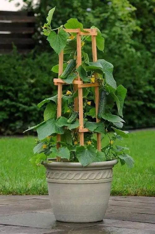 potted plants trellis 9