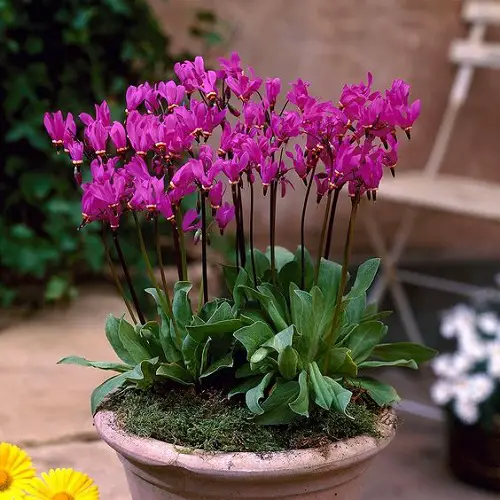 wildflowers for pots