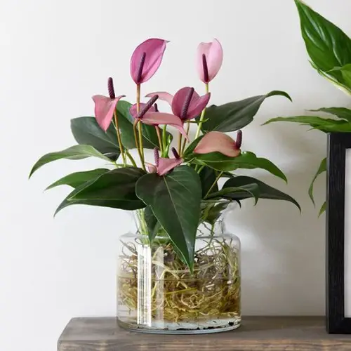 purple anthurium aqua plants in glass jar