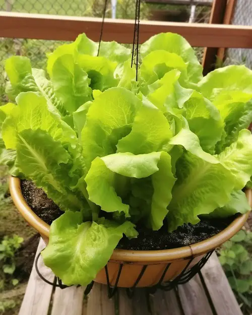 Vegetables that Produce Many 4