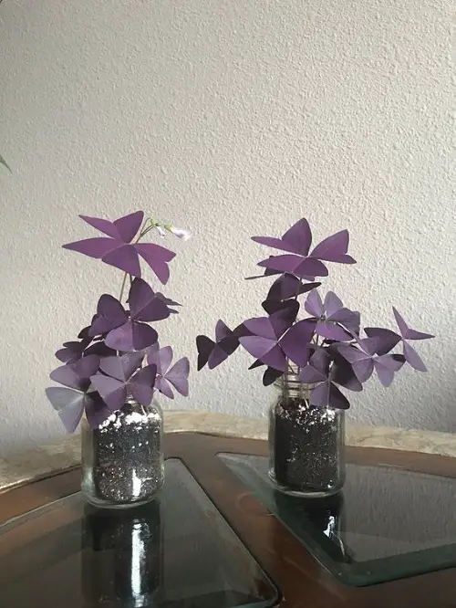 best purple plants to grow in jars, bottle and vases 3