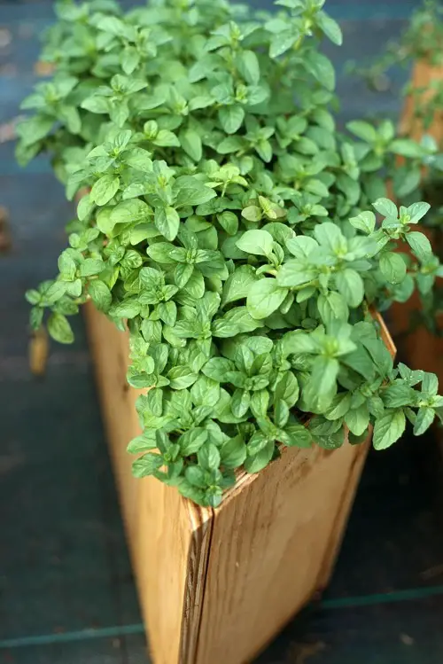 Best Wasp Repellent Plants 3