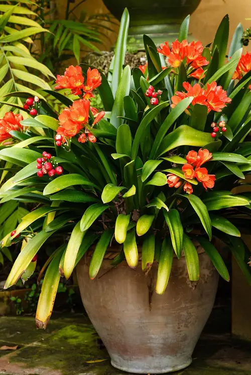 Tulip leaves like plant 3