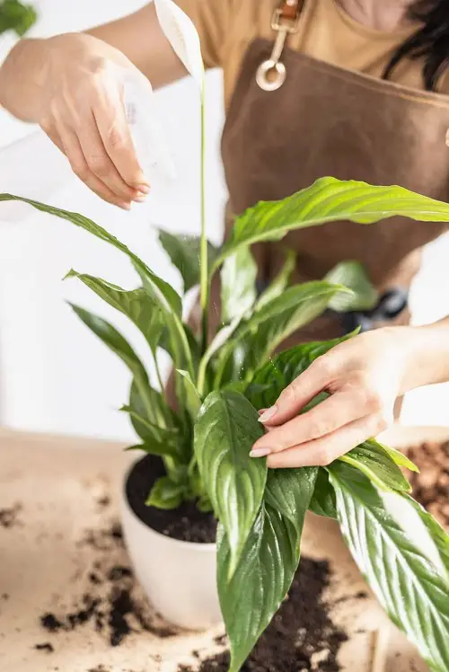 Watering peace lily 