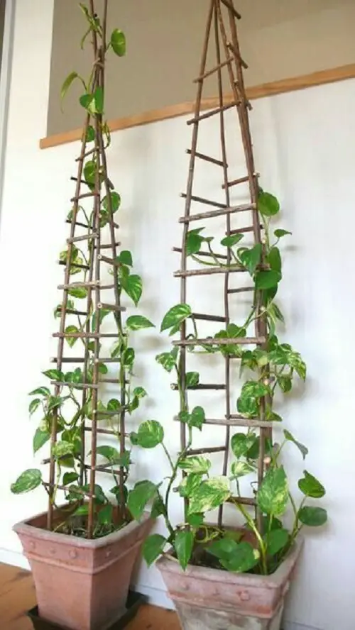 Ideas for Potted Plants in pot