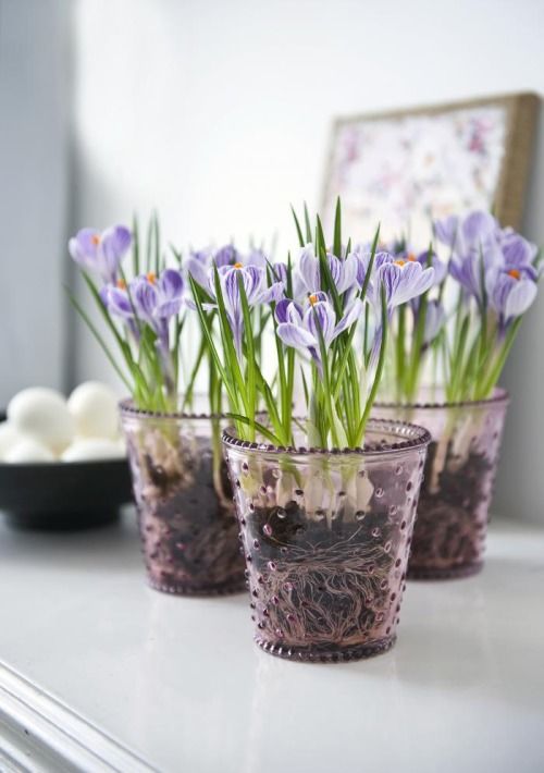 growing crocus in glass 