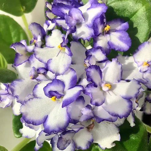Dual-colored flowers on African violet varieties 3