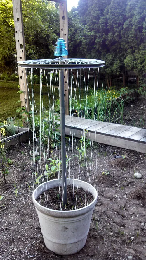 potted plants trellis 13