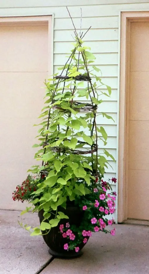 Ideas for Potted Plants in pot outdoor 