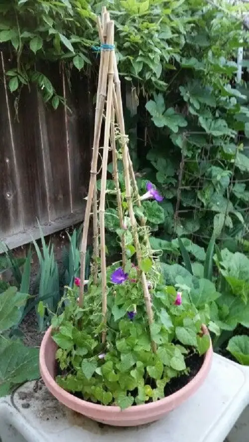 potted planta trellis 3
