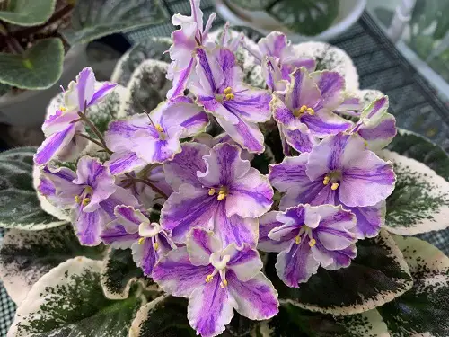 Dual-colored flowers on African violet varieties