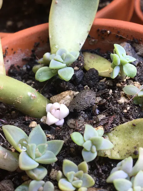 best succulents that grow from leaves 9