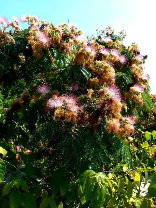 tree leaves looks like as fern 