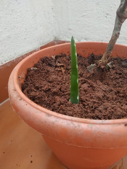 propogate aloe vera Within a Month